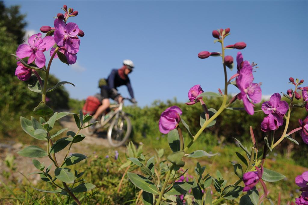 July is a good time for wild flowers. 