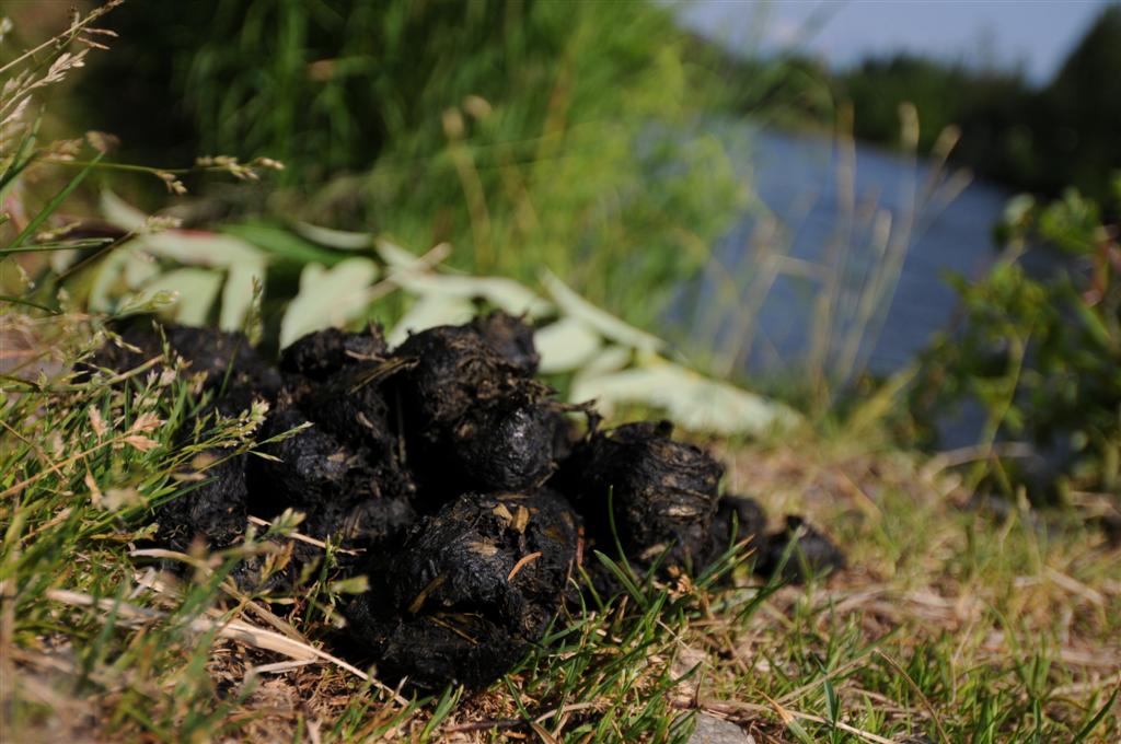 We're no poo experts, but this looked the work of a bear...