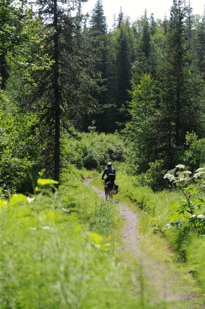 The singletrack wound its way up through the forest. 