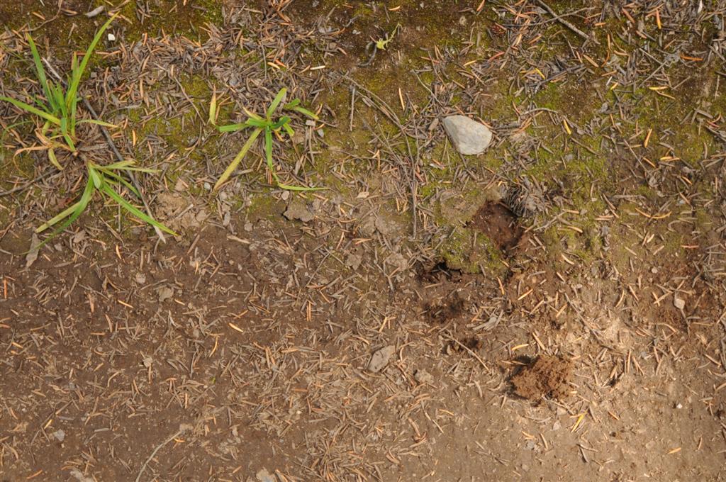 Fortunately by the time we'd spotted the grizzly, it was bounding off, crashing noisily into the undergrowth. It was big...