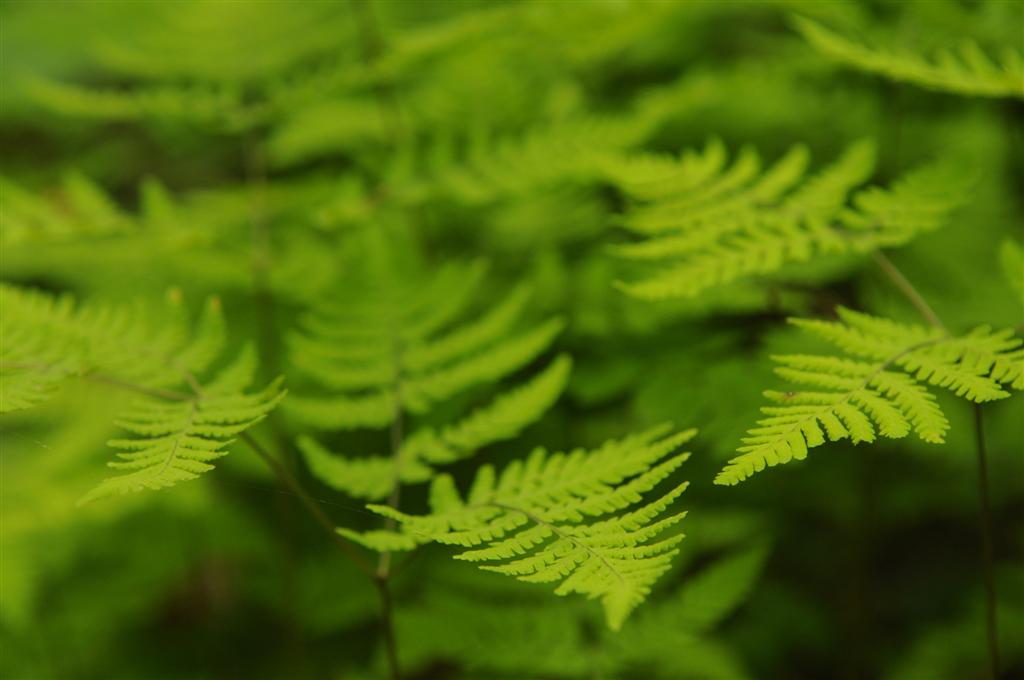 Miniature ferns cast an ethereal light across the trail. 