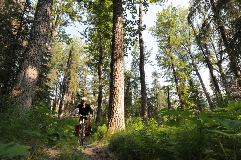 More sublime forest singletrack...