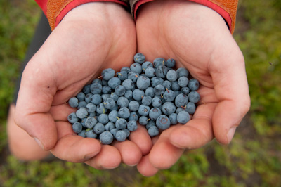 Fields and fields of wild blueberries. We sat beside the road, gorging on fruit. 