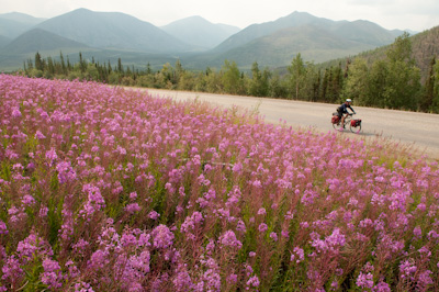 Forest fires from previous years left a wake of blackened spruce trees, poking out of the ground like giant charred matchsticks. Around them, fireweed was flowering, preparing the earth for regrowth. 