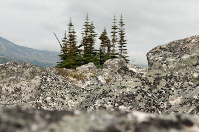 The odd tree poked out of the ground, looking lost and out of place. 