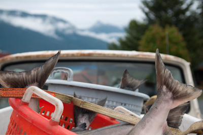 Old pickup + fish = Alaska