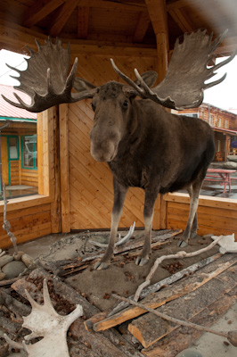 Here's one they got earlier. Why the long face Mr Moose? Perhaps it's because I got shot, stuffed, and now I'm spending the rest of my days in front of this crappy tourist shop.