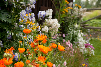 The people of the Robson Valley are certainly a green-fingered lot. 