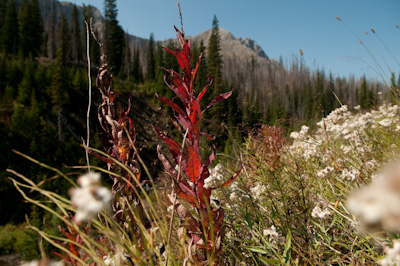 New life spurts out of the ground in areas cleared by forest fires. 