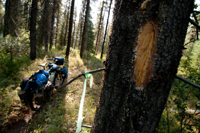 Following the markings trailblazed by a hunter. 