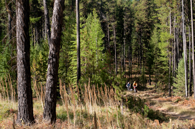 Delving into the Montanan forests...