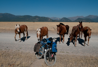 They liked the bike too, heading over en masse for a nuzzle. 