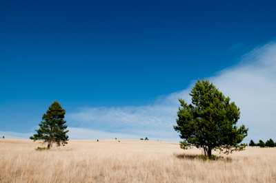 I liked this scenery, sparse and mellow. Most of my vision was taken up by Montana's trademark big sky. 