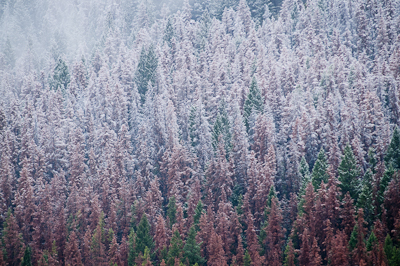 As we climbed in elevation, rain turned to snow, dusting the tops of the trees. 