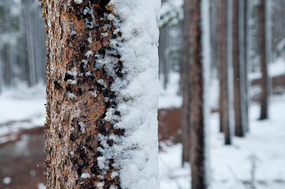 The snow started to cling to everything - even the sides of the trees. 