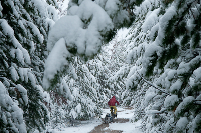 Chris snakes his way through the trees, their branches dropping with snow.