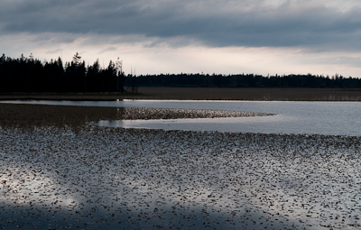 Loon Lake. 