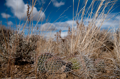 Cacti! A sign of things to come...