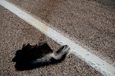 I don't normally take pictures of roadkill, but was struck by the its white stripe and the road markings. 